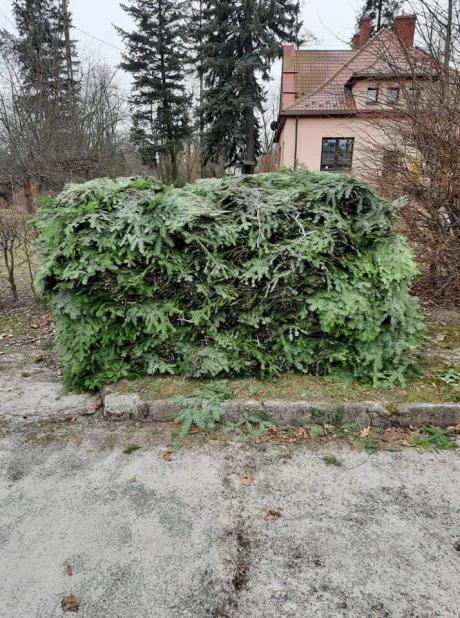 Nielegalne pozyskanie stroiszu