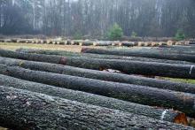 IX Regionalna Submisja Drewna Szczególnego w RDLP w Radomiu